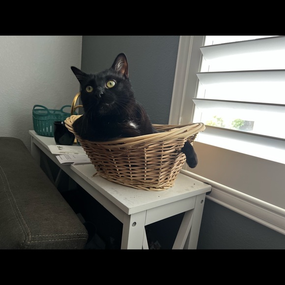 Meet your Posher, Amanda - Picture 2 of 2